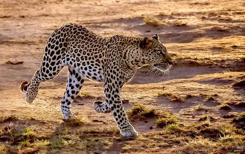 花豹(又名:金钱豹)