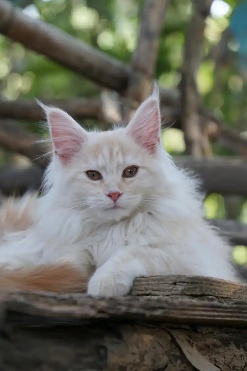 要壁纸的来咯.#创作灵感 #凯米尔色缅因猫 #猫图片 #随拍 - 抖音