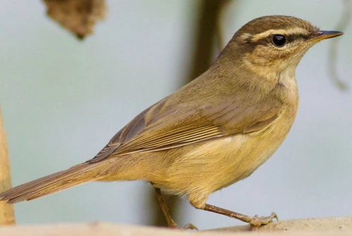麻雀又不像麻雀的样子?掉在我家门口,还过得,躺着动不了?怎么救它