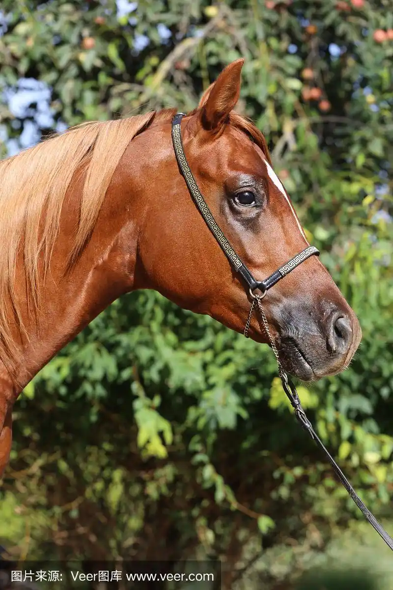 特写美丽的阿拉伯马头自然的背景