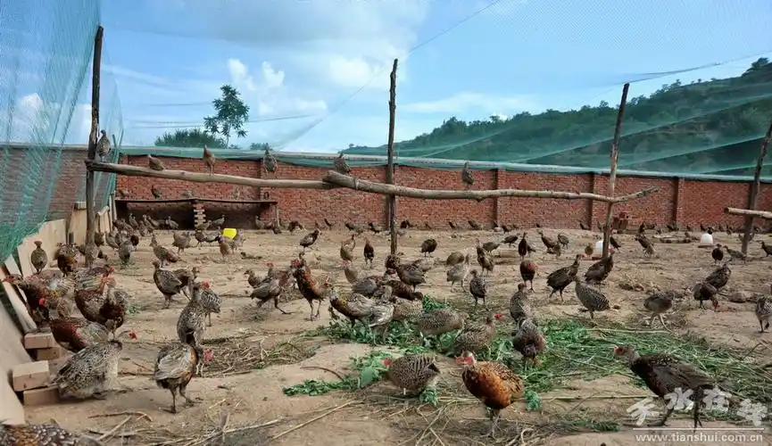 深山放养优质野山鸡唱响群众致富经组图