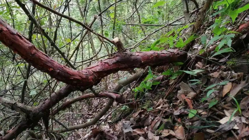 重庆八月瓜育苗种植