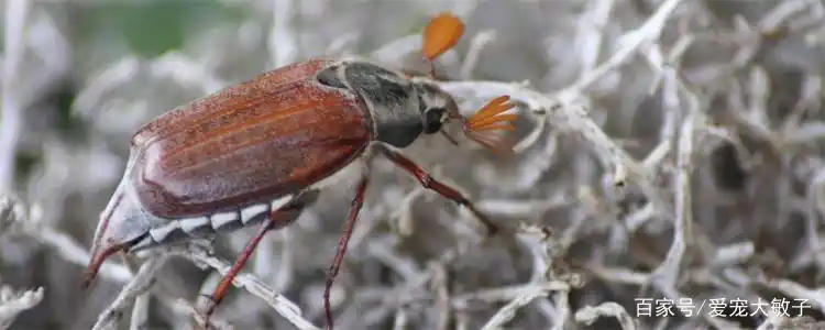 鳃金龟有毒吗?鳃金龟是害虫吗?