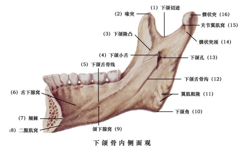 口腔颌面部骨骼肌肉解剖图谱