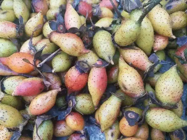 标题:这种野果泡酒生吃都很甜,乡下人称它"金樱桃",你见过吗?