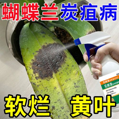 蝴蝶兰急救】炭疽病灰霉软腐黄叶黑斑病家庭花卉植物通用型杀菌剂