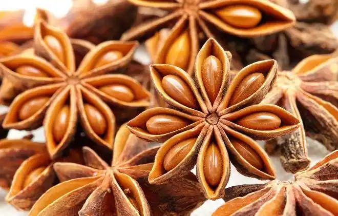 八角也有孪生兄弟认清直角和钩角3招教你辨别毒八角