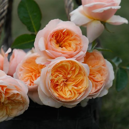 朱丽叶奥斯汀月季欧月花苗淡香直立灌木重瓣盆栽月季