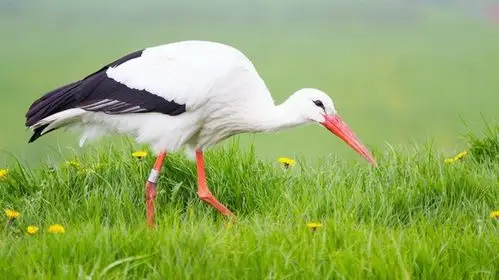 百鸟园(156)——白鹳