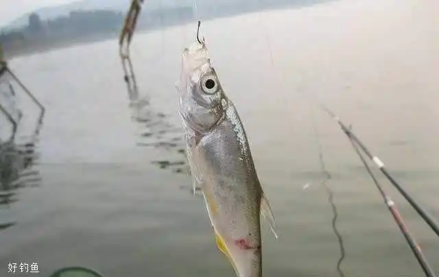 野钓翘嘴三个小诀窍不愁鱼获