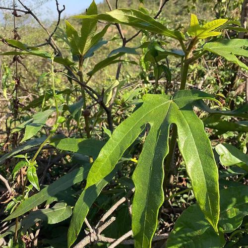 广西深山野生五指毛桃根五指牛奶根五爪金龙煲汤泡酒材料干货