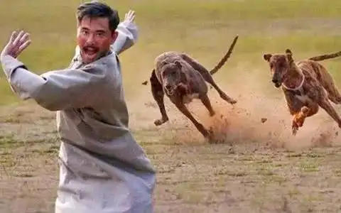 为什么人被狗追的时候,只要一蹲下,狗狗就会落荒而逃