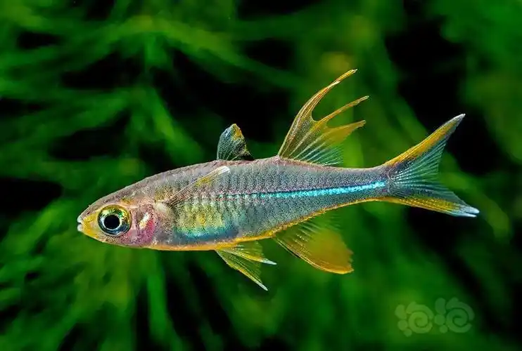 灯科鱼漂亮的小鱼