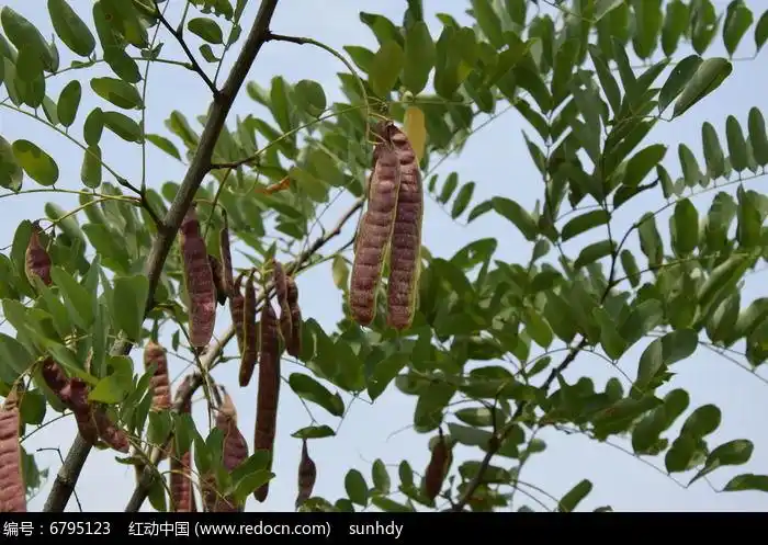 结果实的洋槐树摄影图