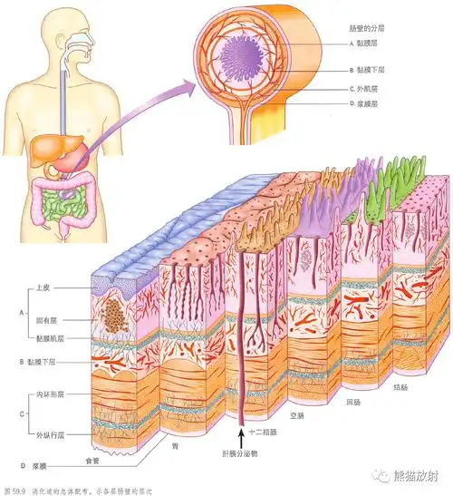 解剖丨腹部与盆部,腹前壁~_结构_内容_总体