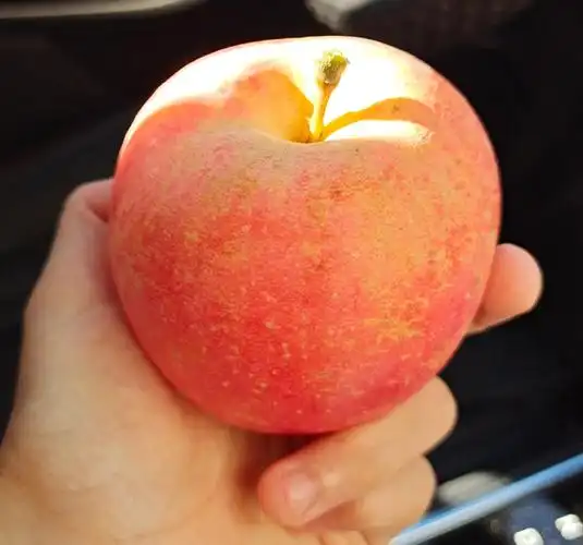 又是一年96红,观光采摘到昌平,品昌平苹果,享健康人生![微 - 抖音