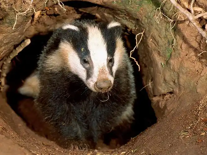 两眼黄光,青海一狗獾半夜吓坏小孩,村民:动不得!国家保护动物