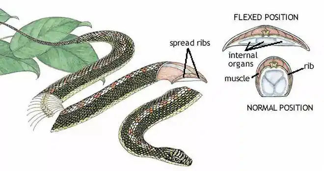 在空中时,金花蛇使用肌肉将身体缩成偏平状,以此来增大与空气的受力