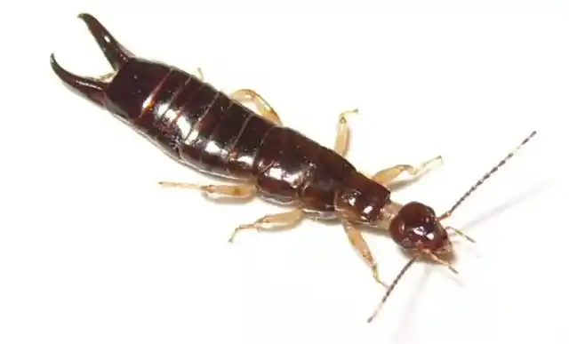 夏天房间里的黑色硬壳虫,家里常见虫子图片及名称(你家卫生间是不是