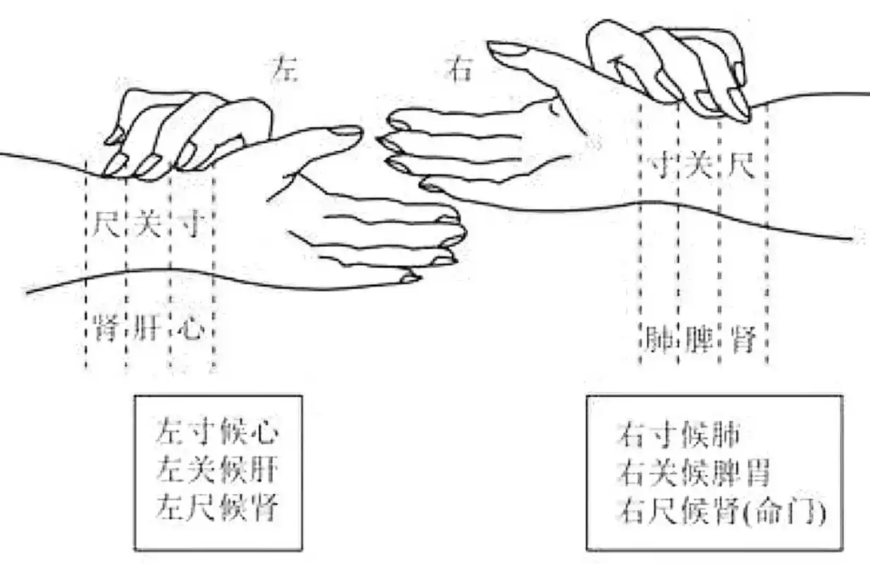 跟着中医学把脉2 今天我们来说说把脉的手法02 166我们在诊脉时