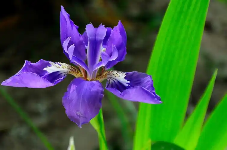 蓝之色——鸢尾