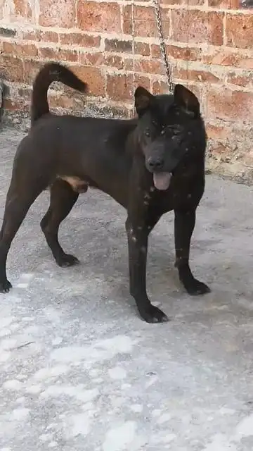 中华田园犬广西土猎犬五黑辟邪物