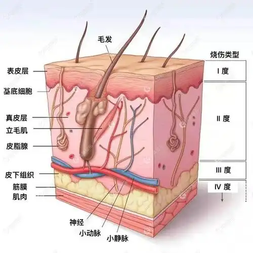 面部皮肤的不同层次