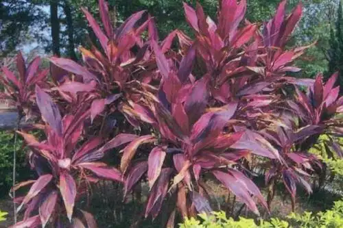 红铁树的功效与作用主要在于药用以及观赏