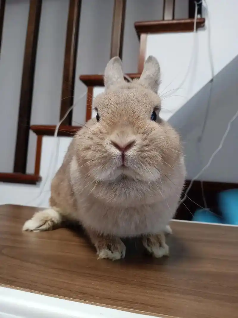 武汉兔舍出成年美国侏儒兔母兔妹妹.美国双血侏儒兔,姓名:深大 - 抖音