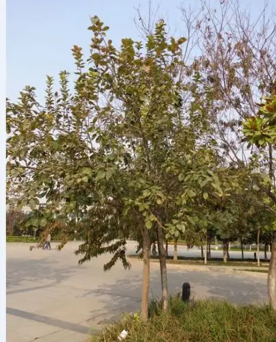 北方园林绿化树种,小乔木,椭圆叶,油性叶长大概3.4厘米 宽1.