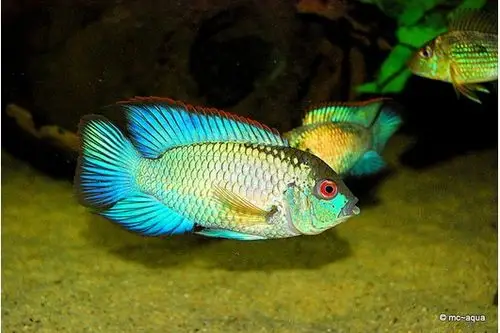 请教各位鱼友这是什么鱼,慈鲷里的什么品种