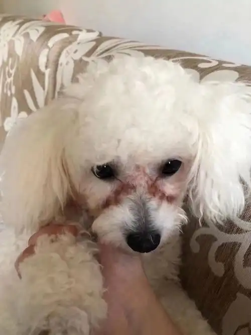 比熊泪痕反反复复