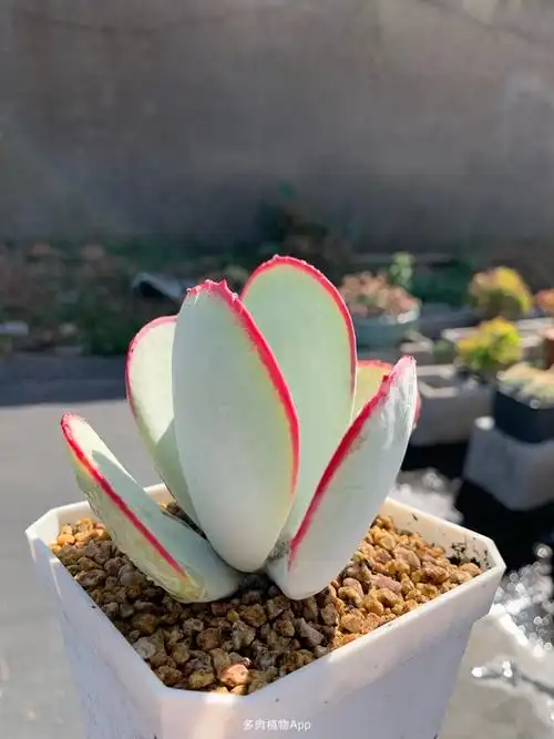 说好的白眉,收到像菜菜