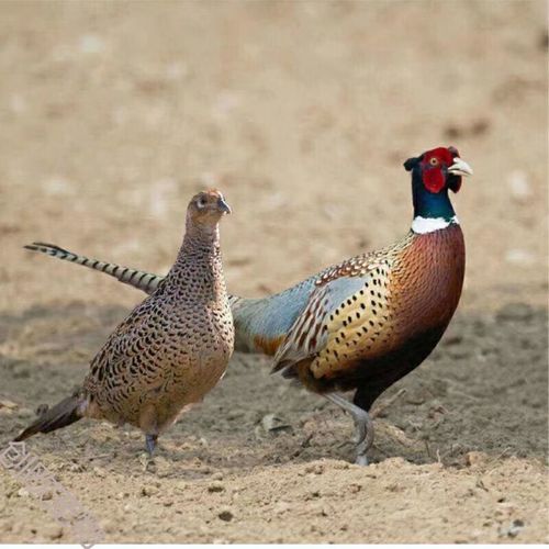 七彩山鸡成年山鸡脱温鸡宠物鸡观赏鸡农家散养包活人工养殖 【一公一