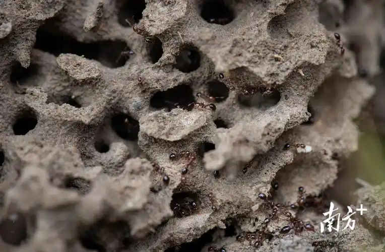 红火蚁蚁巢内部呈蜂巢状结构.