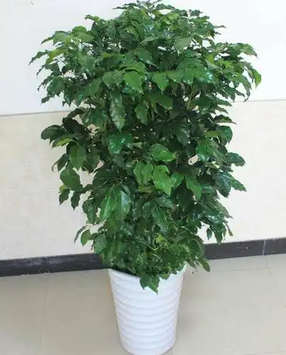 幸福树冬季叶片焦枯脱落多注意这几点养护枝繁叶茂安全过冬