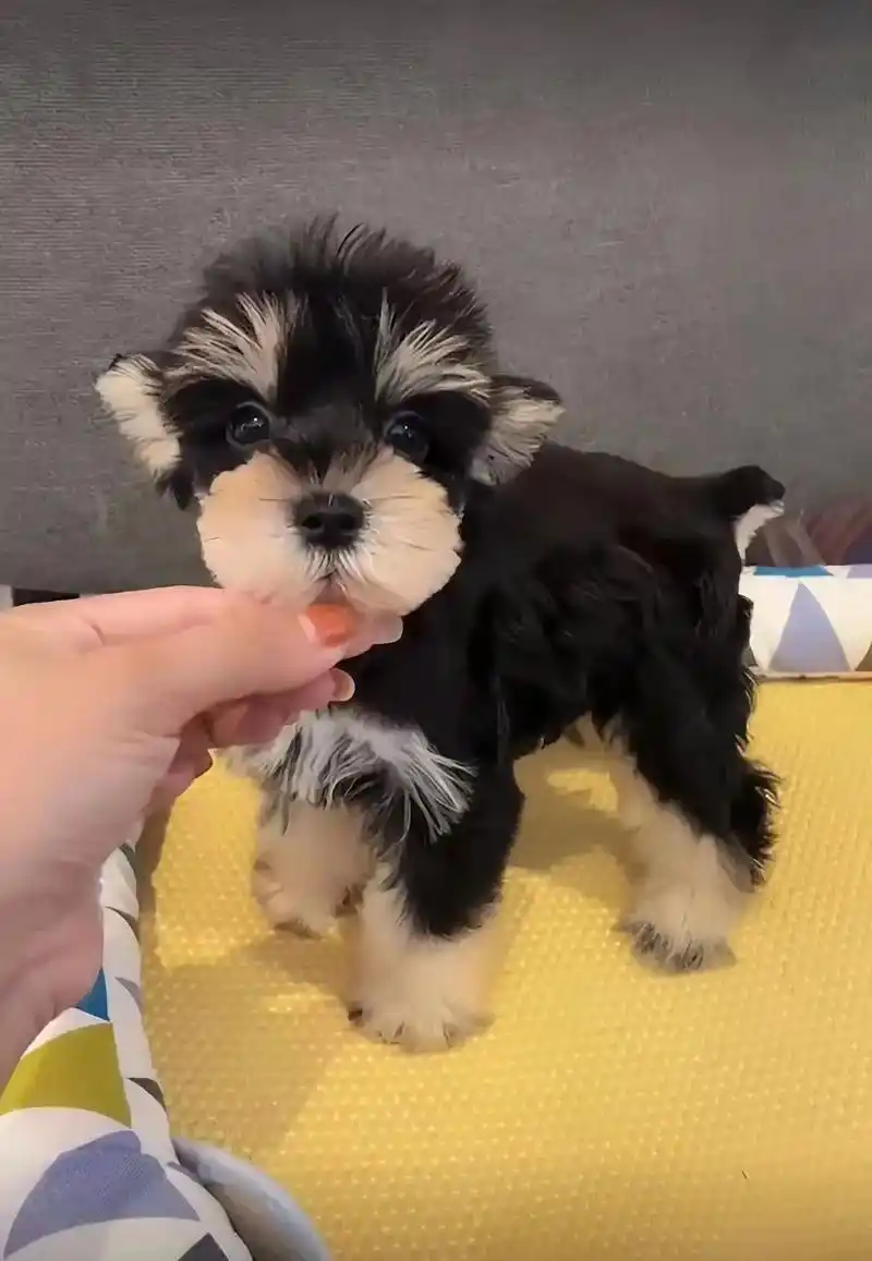 自家繁育的雪纳瑞幼犬宝宝,已经两个月大 - 抖音