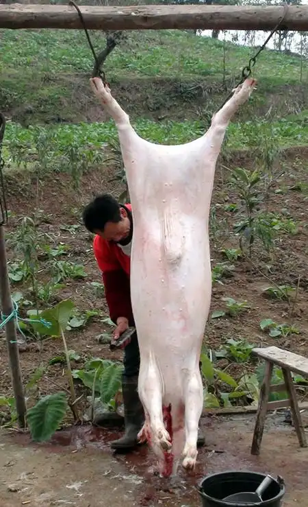 杀猪过年 全程拍摄 (血腥,暴力,请谨慎进入)-荣县论坛-麻辣社区 四川