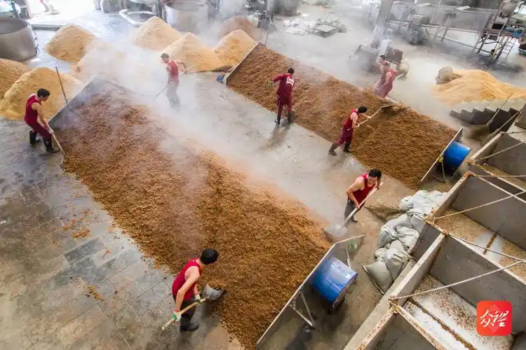 工人正在贵州省毕节酒厂有限公司生产车间里制酒曲.jpg