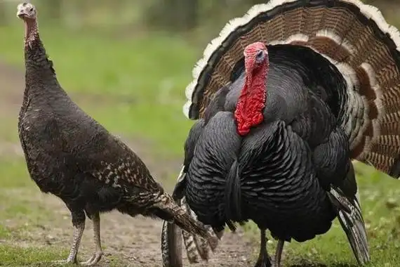 看看为什么在西方人的世界里,火鸡成为了节日盛宴,而在中国,它却常常