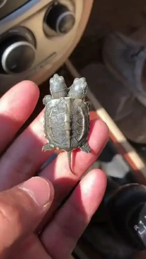 路上捡的变异双头鳖,一开始以为是个玩具,没想到是活的