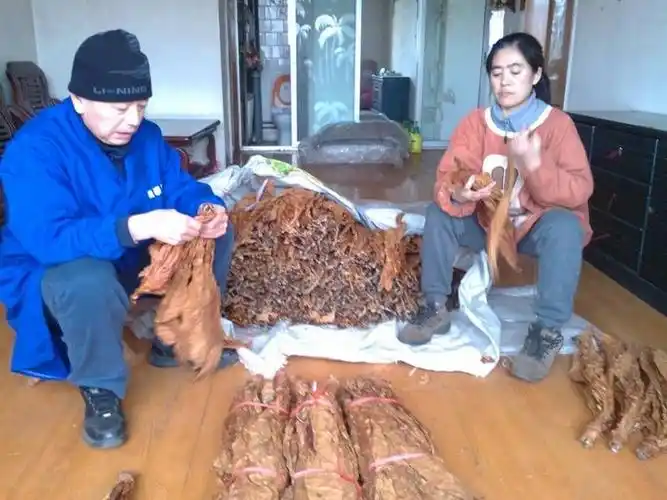 烟叶-烟尖-大劲-200元_卖旱烟-东北旱烟专卖-蛟河烟-漂河烟-烟叶烟丝