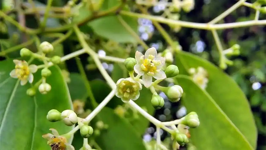 吉安随拍:樟树上开出美丽小花-上游新闻 汇聚向上的力量