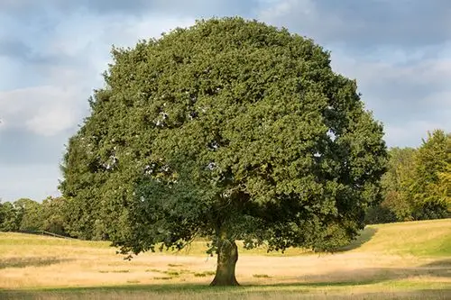 veteran trees saved by woodland trust