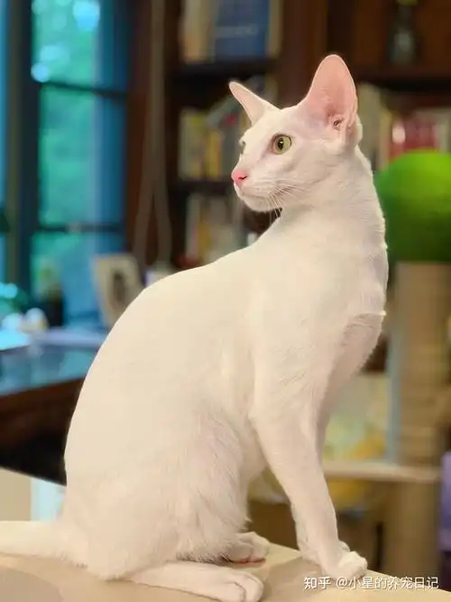 稀有品种猫前世的安哥拉猫今生的东方长毛猫