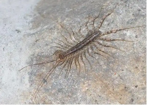 蚰蜒昰什么样的