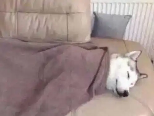 你是想死吗表情包 - 表情图