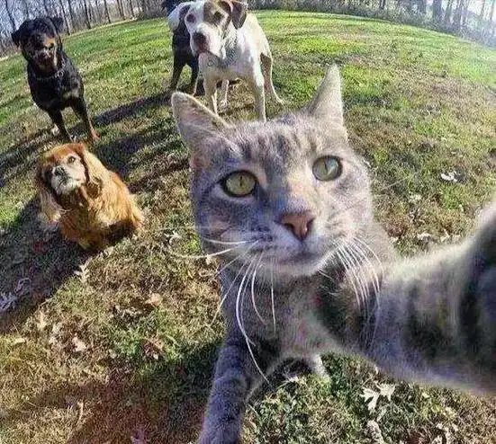 这只猫叫manny, 无意间学会了拍照  在网上爆火, 不幸 - 抖音