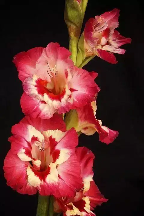 世界名花剑兰花