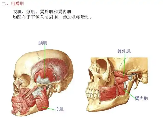 运动解剖学(肌学)